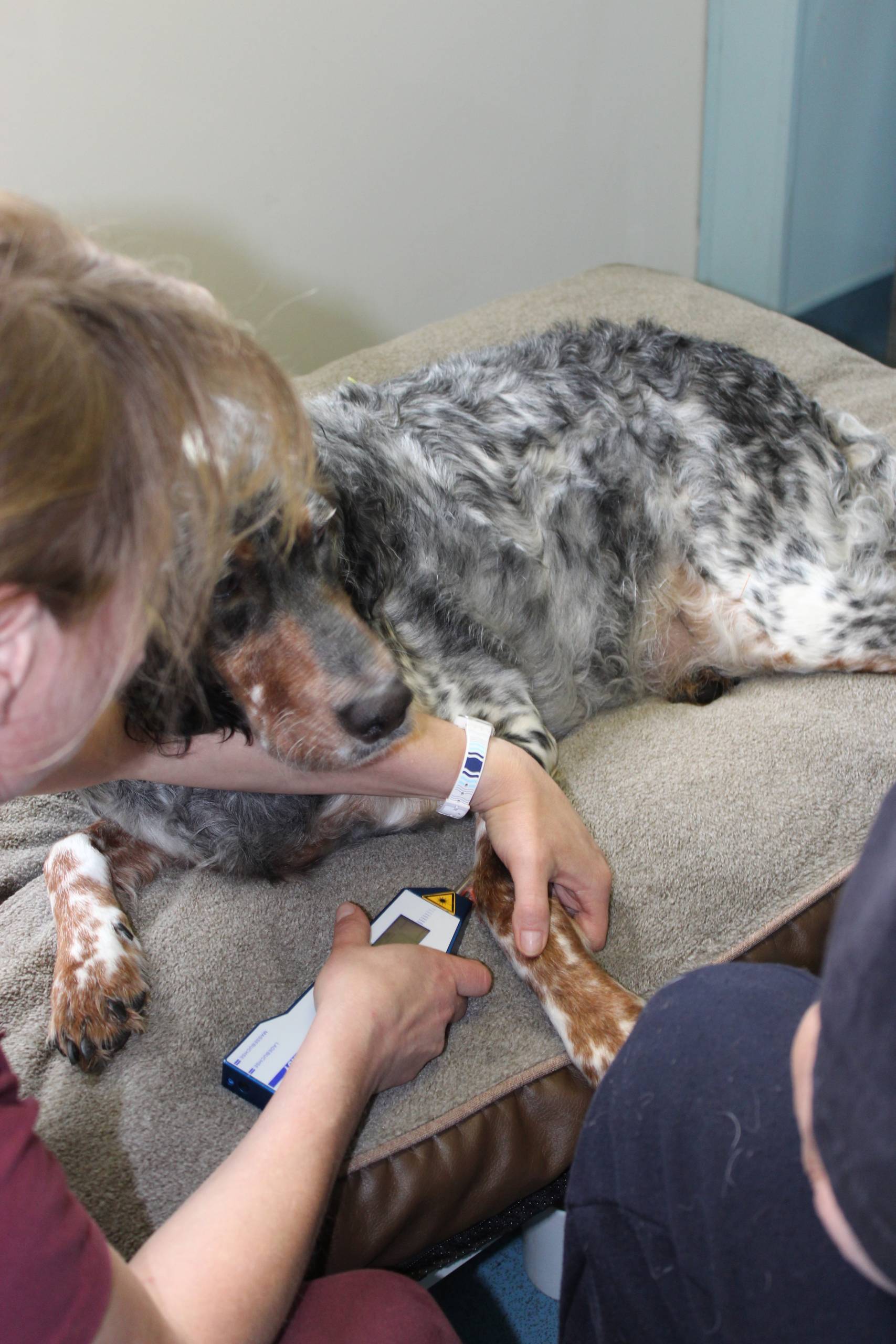 Rehab Laser Therapy on a Dog