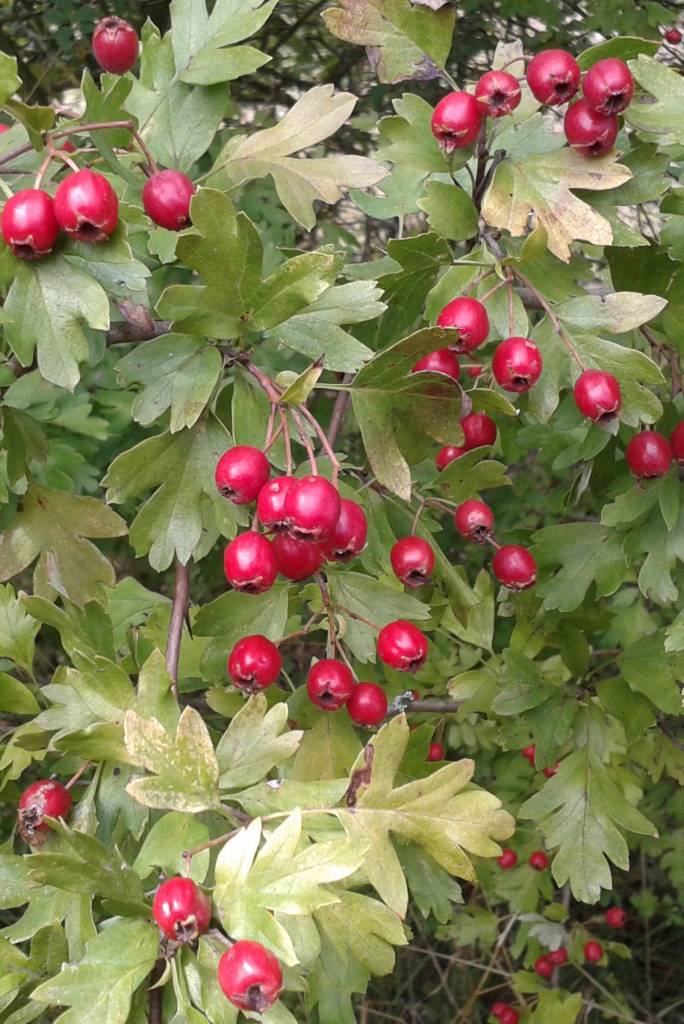 Hawthorn Berry for Pet Herbal Medicine