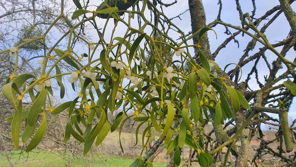 Mistletoe is commonly used as a herb for animal cancer care